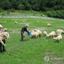 효원목장 이미지