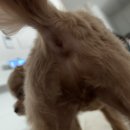 올어바웃도그 이미지