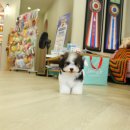 달링동물병원 이미지