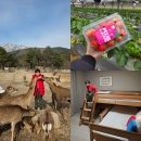 (주)이랜드파크 켄싱턴리조트 설악밸리 1차 | 속초고성숙소 아이랑 호캉스 켄싱턴설악밸리 딸기따기