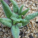 오늘 5월 1일의 꽃말 은 -- 카우슬립 앵초(Cowslip) -- 입니다 이미지