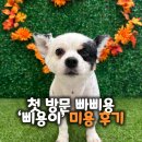 수니네 강아지 미용실 | 신창동 애견미용, 첫 방문 빠삐용 강아지 ‘삐용이’ 미용 후기