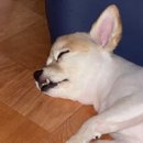 비마인 독 네이버블로그