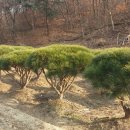 여주-0463 이미지