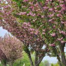 우산천변길 이미지