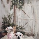 솜이 펫살롱 이미지