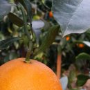 월광농장 이미지