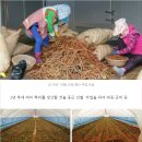 엘림하우스 | 부안 변산반도 여행 재발견 -부안사람들 영농조합 김성수 대표 머위농장 # 머위즙 복용후기