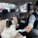 대구 펫 택시 이미지