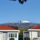 그린 팜파스 이미지