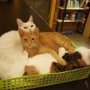 다락방고양이 이미지