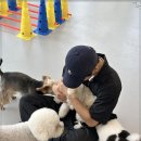 플러스펫 이미지