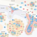 Re: 다발성 경화증 B cell 자가면역 염증 ... 2022 nature 논문.. 이미지