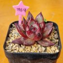 가우디농장 이미지