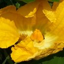 꽃 꿀방 이미지