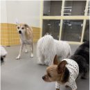헬로우버디 이미지