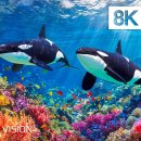 Dive Into Ocean Secrets in 8K HDR | Dolby Vision™ 이미지