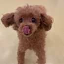 상도유치원 | [상도역/강아지 유치원] 노량진 애견 유치원 후기 / 중앙대 강아지 유치원 프로그램 "꽃내음을 맡아요...