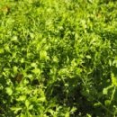 영채농장 이미지