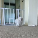 행복하댕 이미지