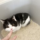 냥스타 | 희귀하고 너무 예쁜 먼치킨 고양이 분양 ! 턱시도 먼치킨!