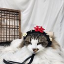 대전 고양이 무마취미용 &amp; 고양이호텔 페르시안캣 ~ 새해복많이받으세요 !