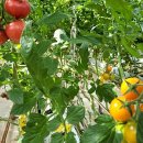 하영농장 이미지