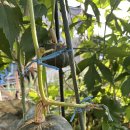 단호박 수확해도 될까요? 이미지