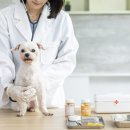 24시 더원 동물병원 이미지