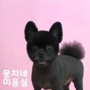 뭉치네 미용실 이미지