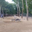 댕댕놀이터 이미지