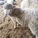 우산목장 이미지