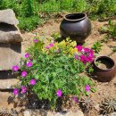 옥계 백봉이네 이미지