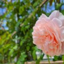 장미어린이공원 화장실 이미지