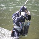 영월 동강 생다슬기 이미지