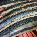 화산장어 이미지