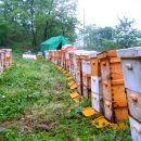 꿀벌 종자개량 및 보급체계 구축 이미지
