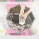 정릉 애견분양 내 운명의 저먼셰퍼드 만난 곳!