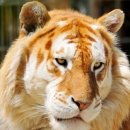 도그스낵 이미지