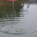 백지리낚시터 이미지