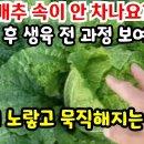 김장배추 속을 꽉차게하는 3가지 방법 (배추 생육 전 과정을 보여 드림. 이미지