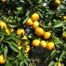 포동이농장 이미지