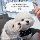 의왕 롯데프리미엄아울렛 타임빌라스 애견동반 쇼핑 산책 식사후기