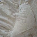 캣스토리 이미지