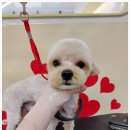 굿데이멍 이미지