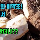 자리공-독성이 강하지만 탁월한 약재! 끊어질듯 아픈 허리통증과 관절통이 빠르게 멋고, 간과 신장이 튼튼해지며, 뛰어난 항암작용, 혈관계 이미지