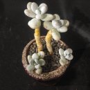 전주농장 이미지