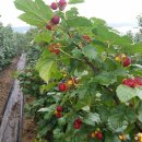 미리농장 이미지