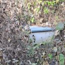 양지흑염소 이미지