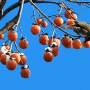까치밥 이미지